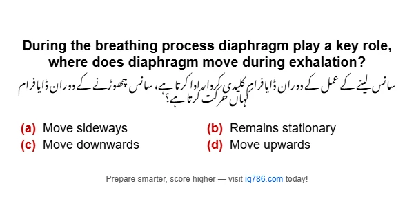 During the breathing process diaphragm play a key role, where does diaphragm move during exhalation?