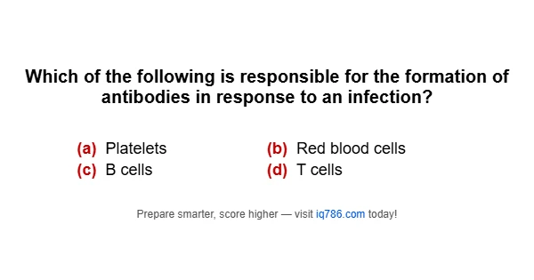 Which of the following is responsible for the formation of antibodies in response to an infection?