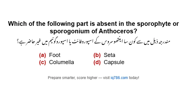 Which of the following part is absent in the sporophyte or sporogonium of Anthoceros?