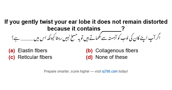 If you gently twist your ear lobe it does not remain distorted because it contains ______?